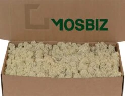 Mousse De Renne Islandaise Naturelle Par 500 Grammes Pour Les Décorations, Les Peintures De Mousse Et Les Pièces De Noël