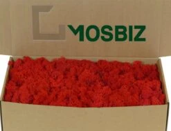 Rouge Mousse De Renne Islandais Par 500 Grammes Pour Décorations, Peintures En Mousse Et Pièces De Noël