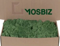 Vert D'herbe De Mousse De Renne Islandais Par 500 Grammes Pour Les Décorations, Les Peintures De Mousse Et Les Pièces De Noël