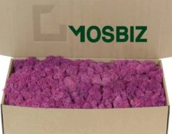 Mousse De Renne Islandaise Erica Par 500 Grammes Pour Les Décorations, Les Peintures De Mousse Et Les Pièces De Noël